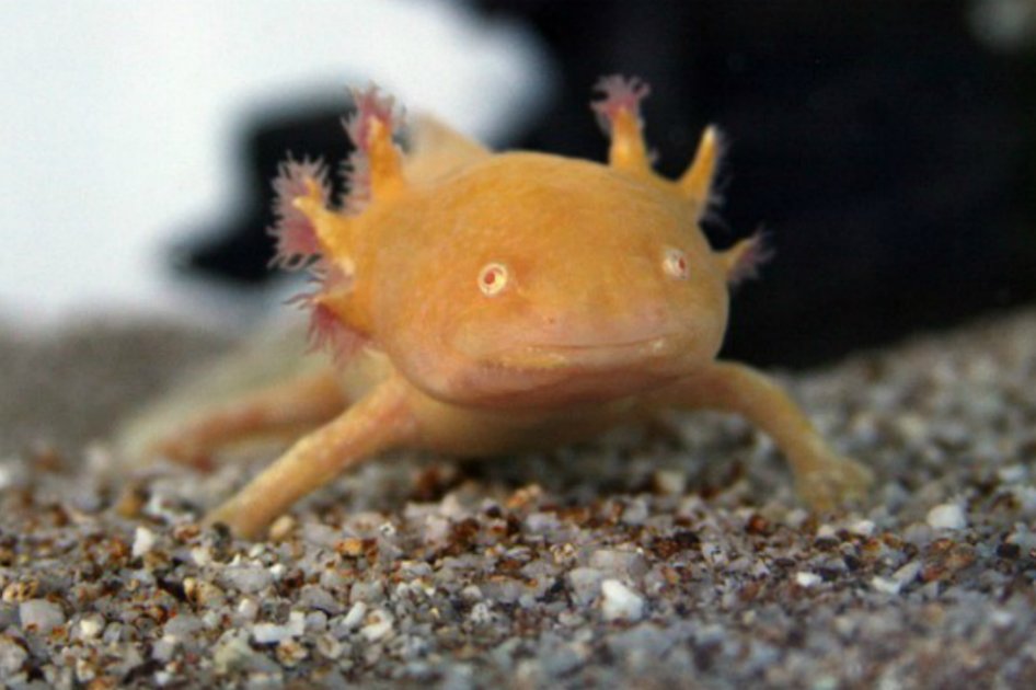 El secreto del axolotl, anfibio famoso por un cuento de Cortázar