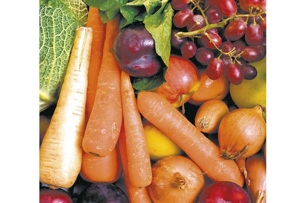 Descubriendo los alimentos