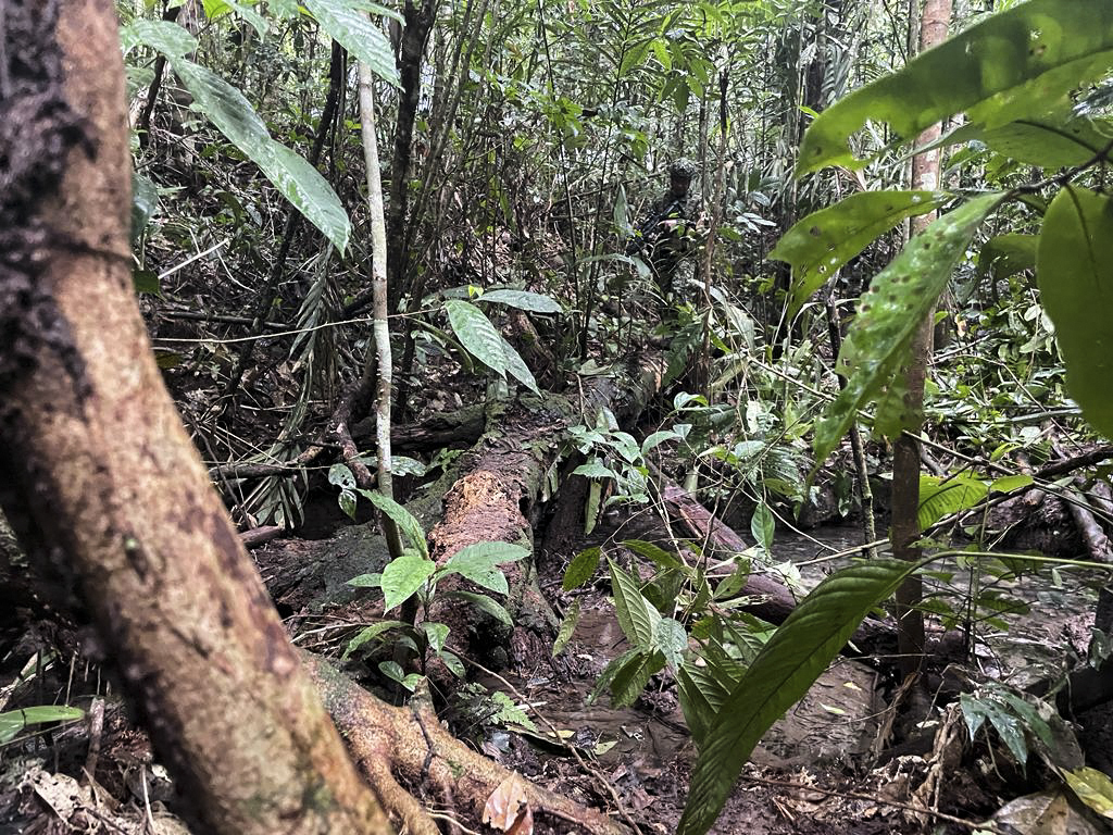 Niños perdidos en Selva del Guaviare