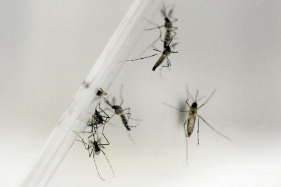 OMS teme severa crisis sanitaria si zika se expande más allá de Latinoamérica