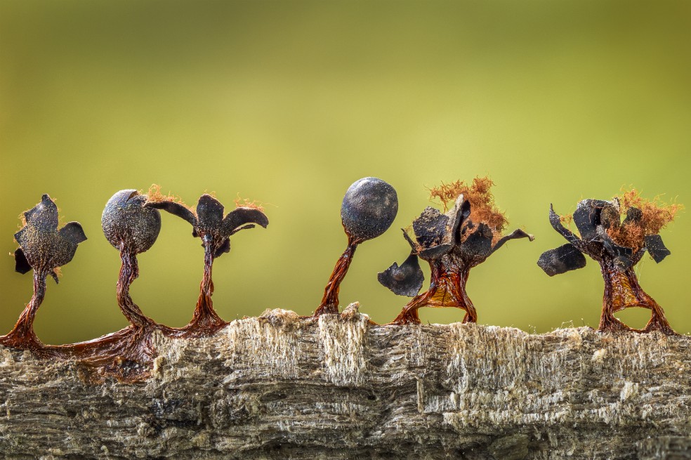 “Slime Moulds on Parade” de Barry Webb, segundo puesto de Plantas y Hongos.