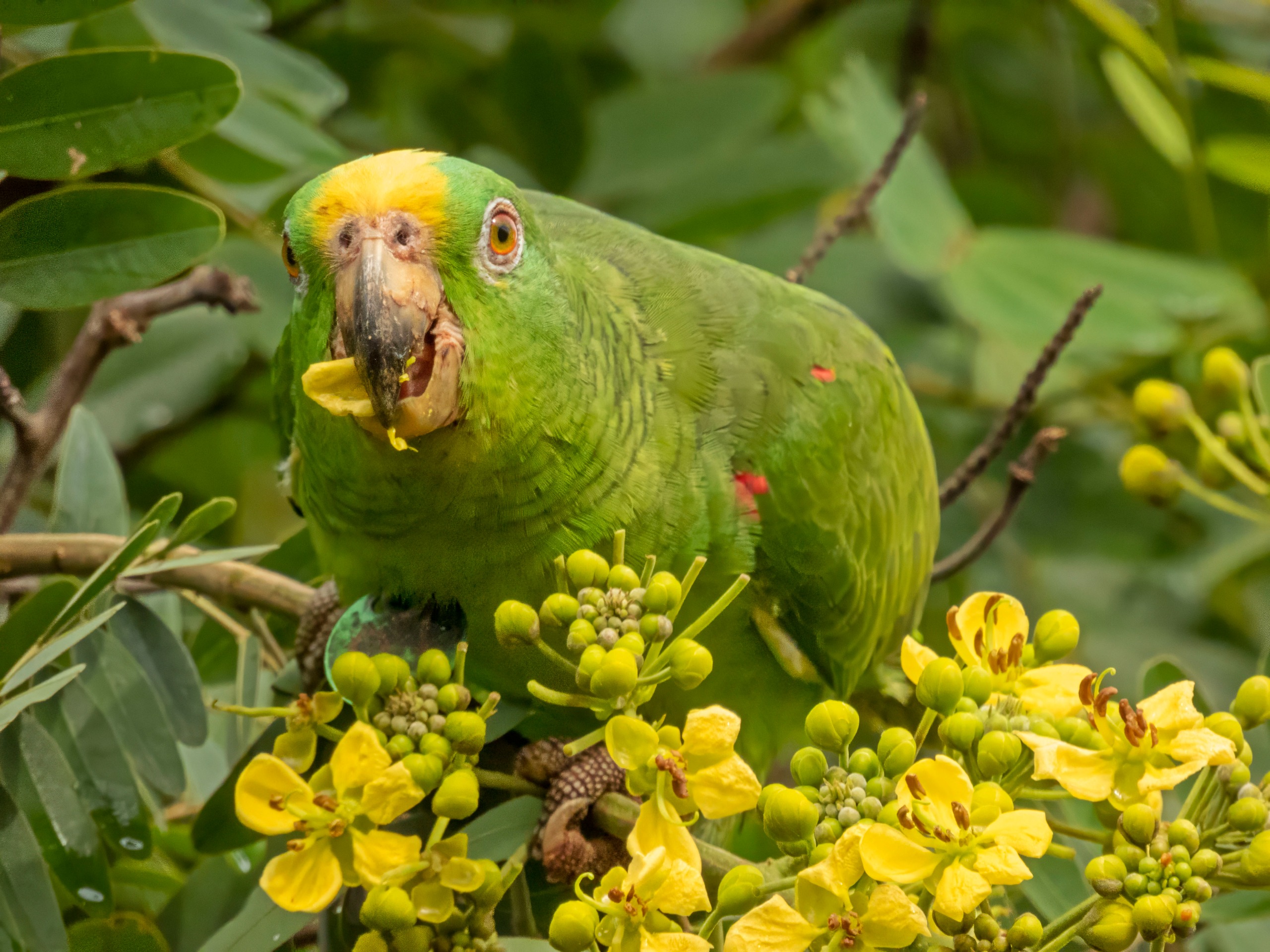 ¿Cómo denunciar la tenencia de un loro en Colombia?