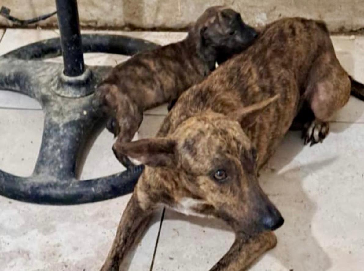 Buscan a Nala, perrita perdida en inmediaciones del aeropuerto El Dorado: necesita tratamiento urgente