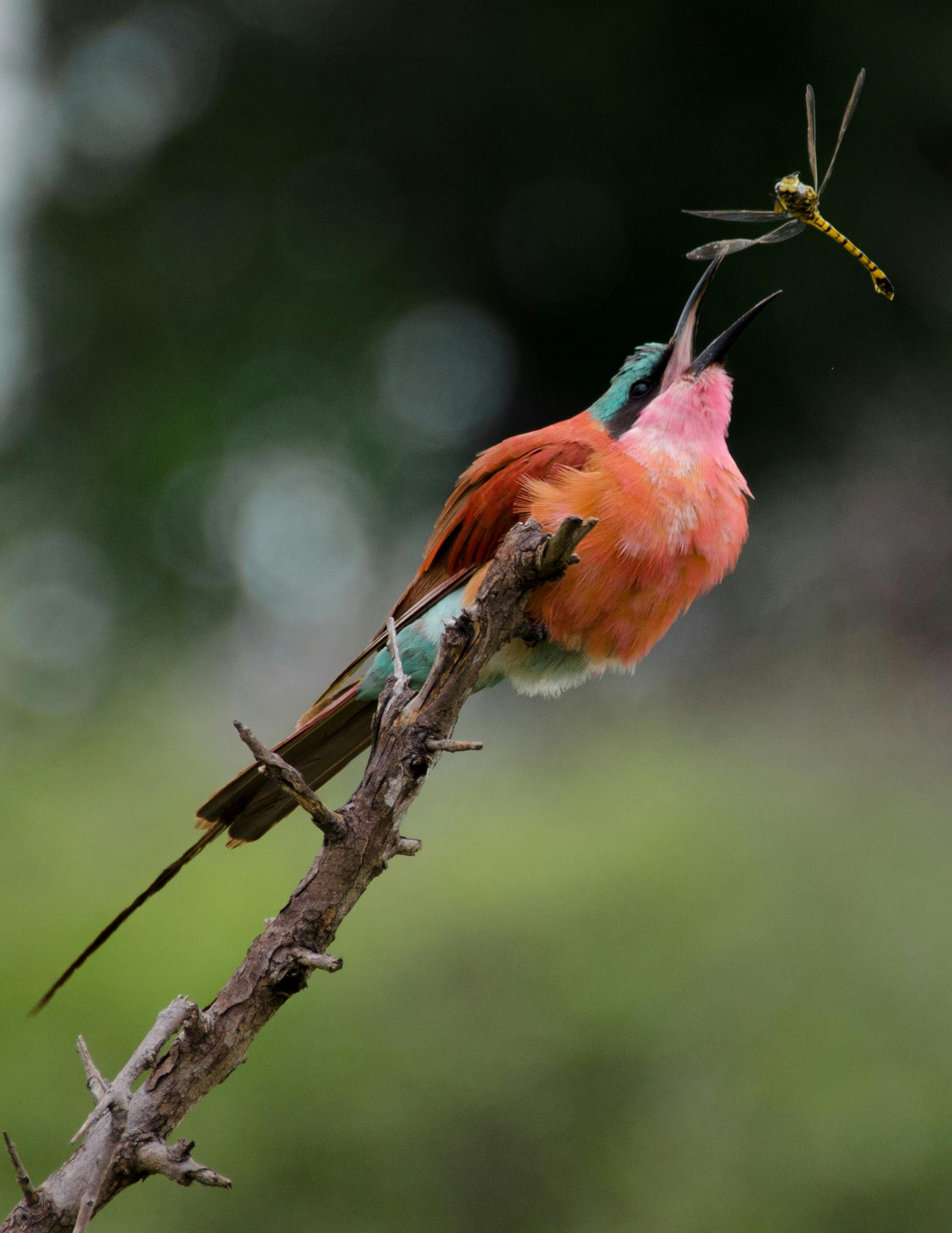 Hoy, Día Mundial de las Aves Migratorias 2024, se resalta el valor de los insectos