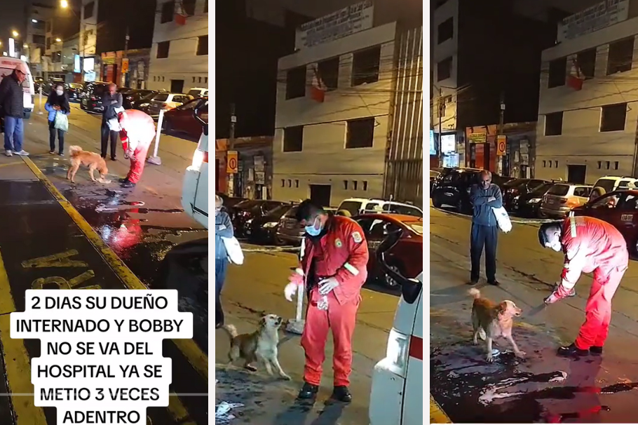 Perrito esperó a su dueño por 2 días fuera del hospital donde estaba internado