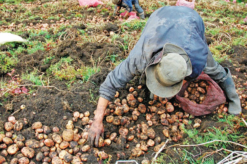 Congresistas envían carta en apoyo a la declaración de los derechos del campesino