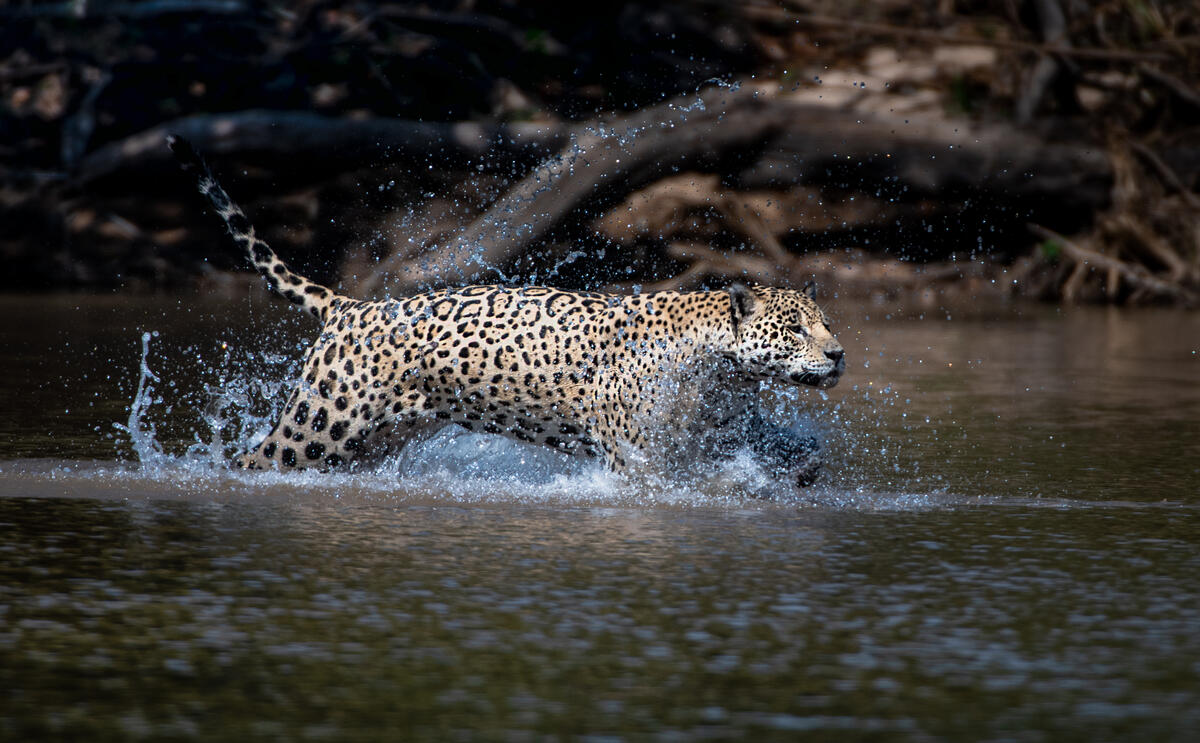Al estar en la cabeza de la cadena alimenticia y no tener depredadores naturales, el jaguar tiene la función de mantener el equilibrio de los ecosistemas.