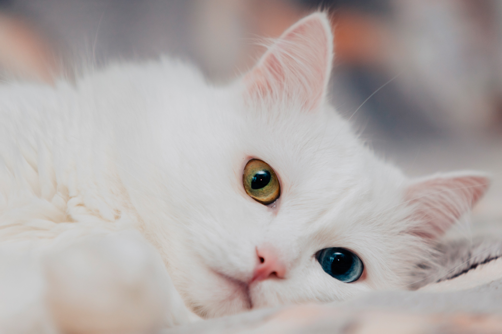 ¿Cuáles son las razas de gatos más protectoras?