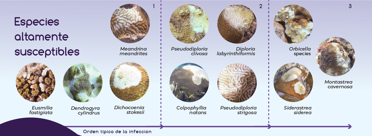 Enfermedad pérdida de tejido de coral