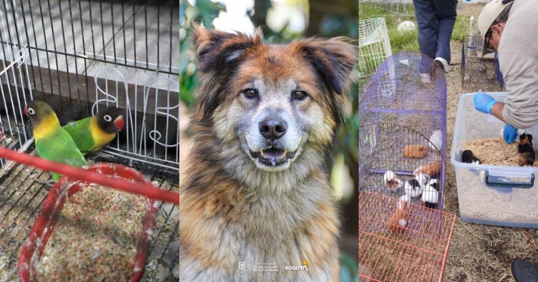 Más de 200 animales en Bogotá necesitan un hogar permanente o de paso