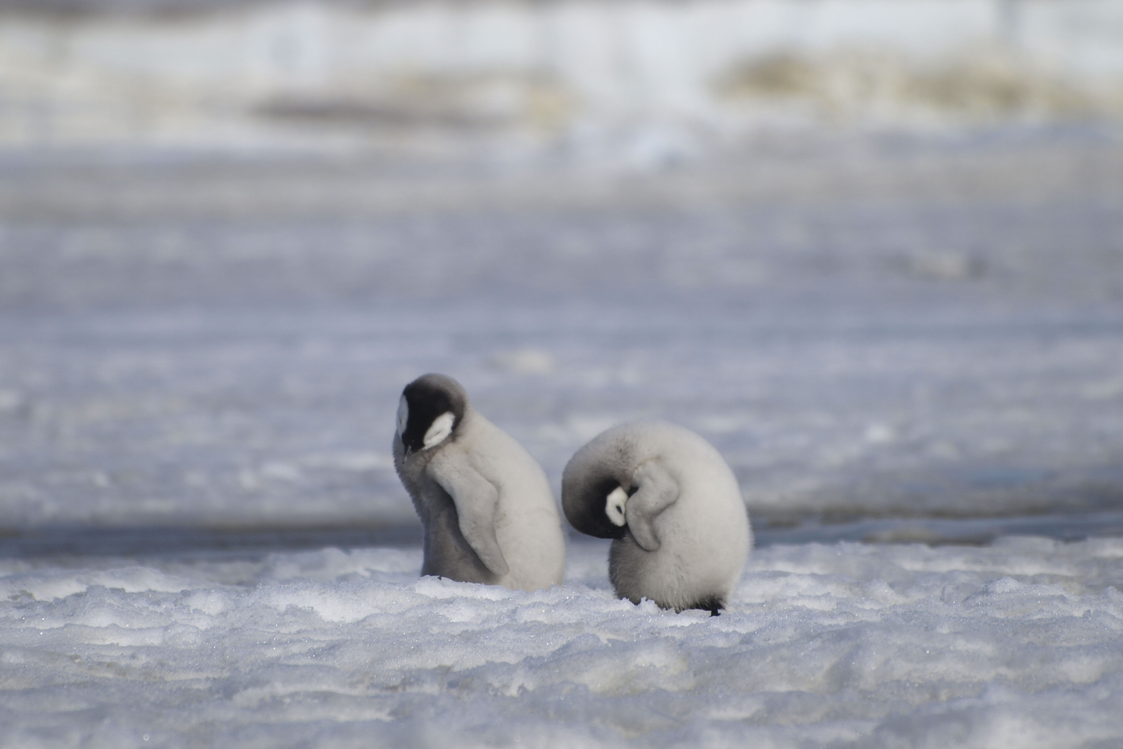 ¡Buenas noticias! Descubren cuatro nuevas colonias de pingüinos emperador
