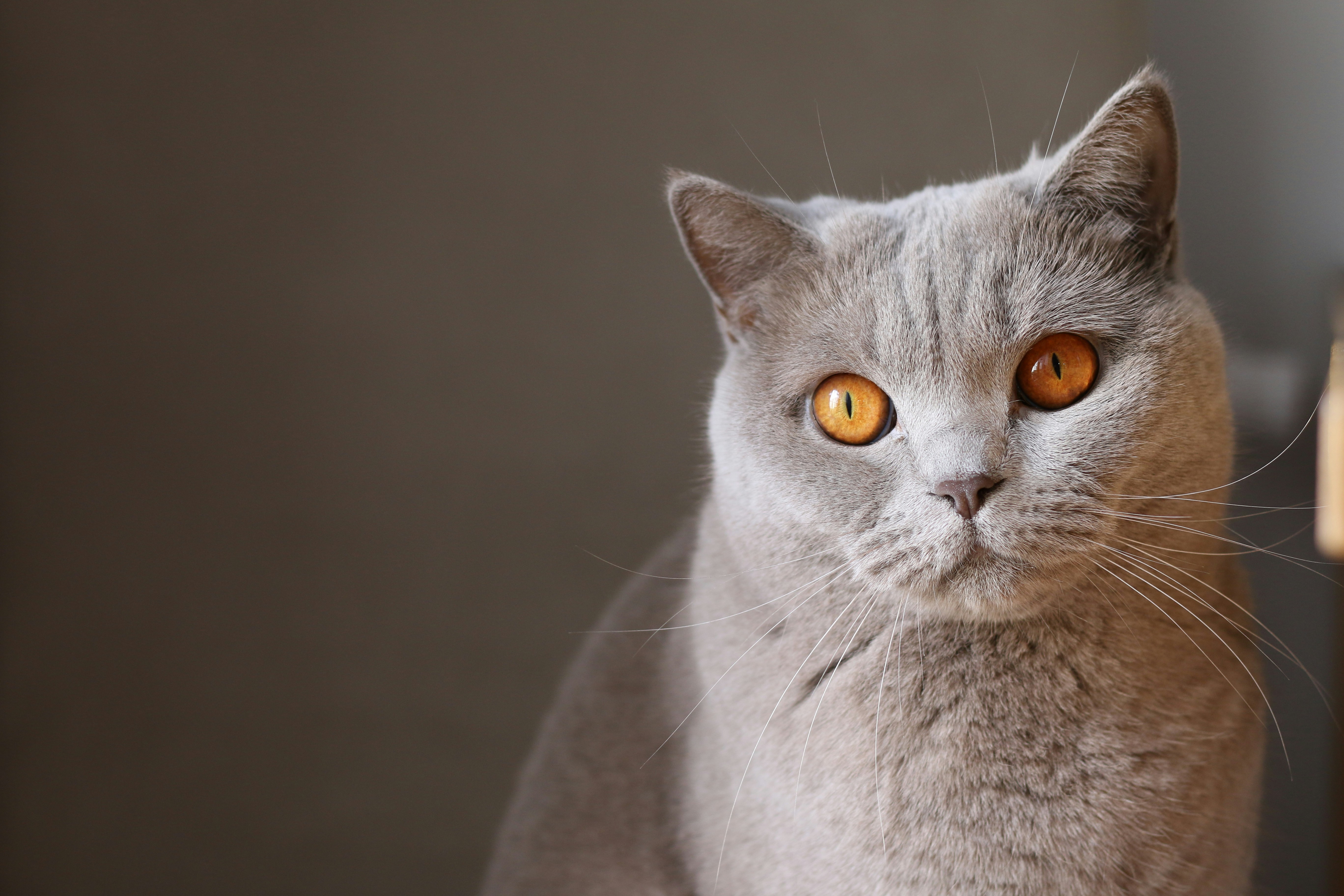 ¿Qué tan inteligentes son los gatos?