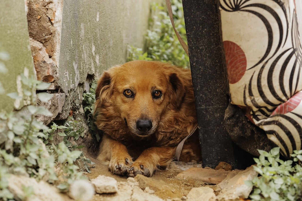 48 animales resultaron afectados por la pólvora en la noche de Navidad en Bogotá