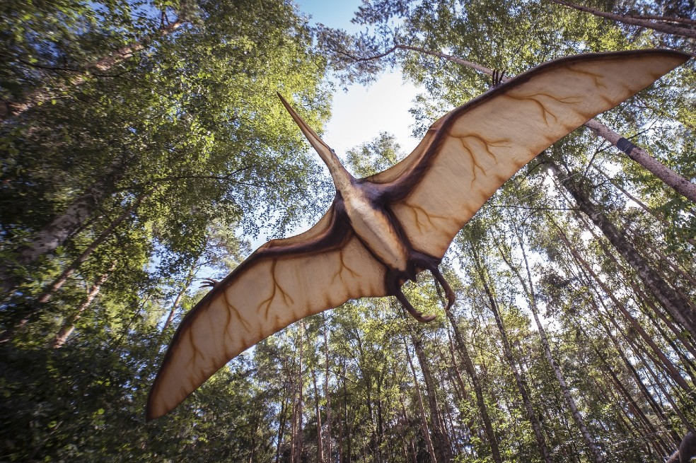 Recuperan fósiles del pterosaurio jurásico más grande del mundo
