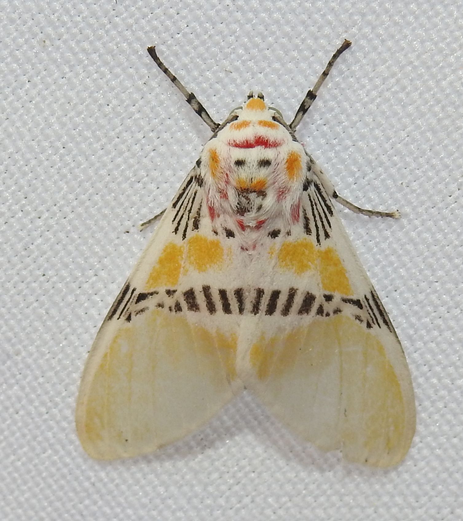 Individuo de la especie Idalus tenuifascia.