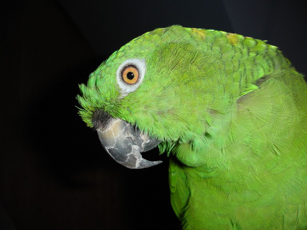 La amazona nuquiamarilla puede vivir entre 20 y 30 años en estado silvestre, o entre 60 y 90 en cautiverio.