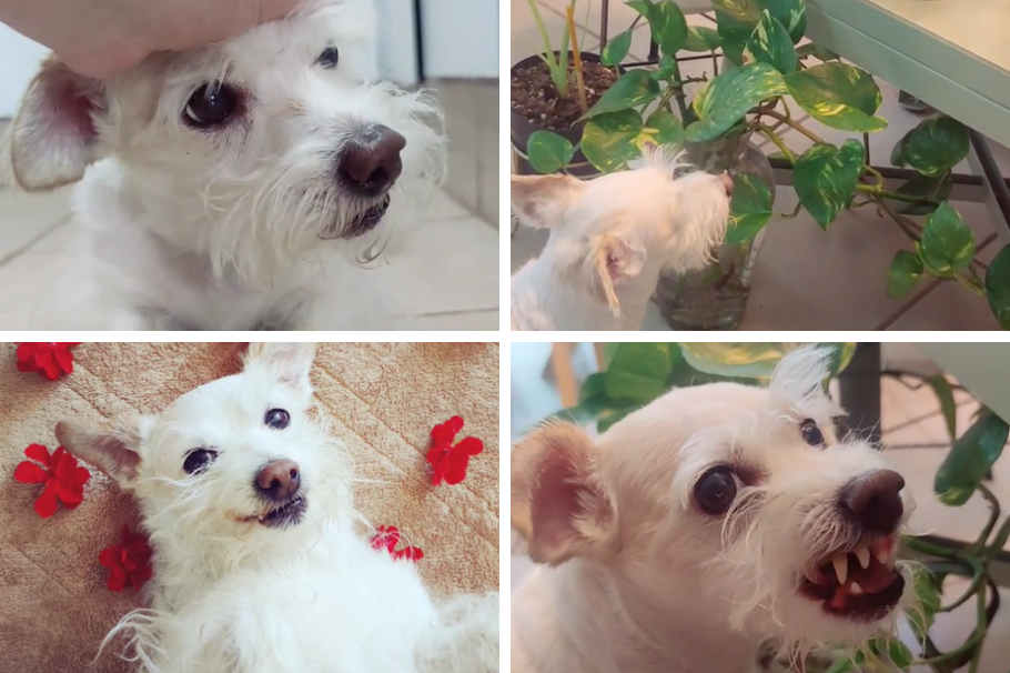 Lancelot: el perro gruñón de TikTok que tiene pasión por la jardinería