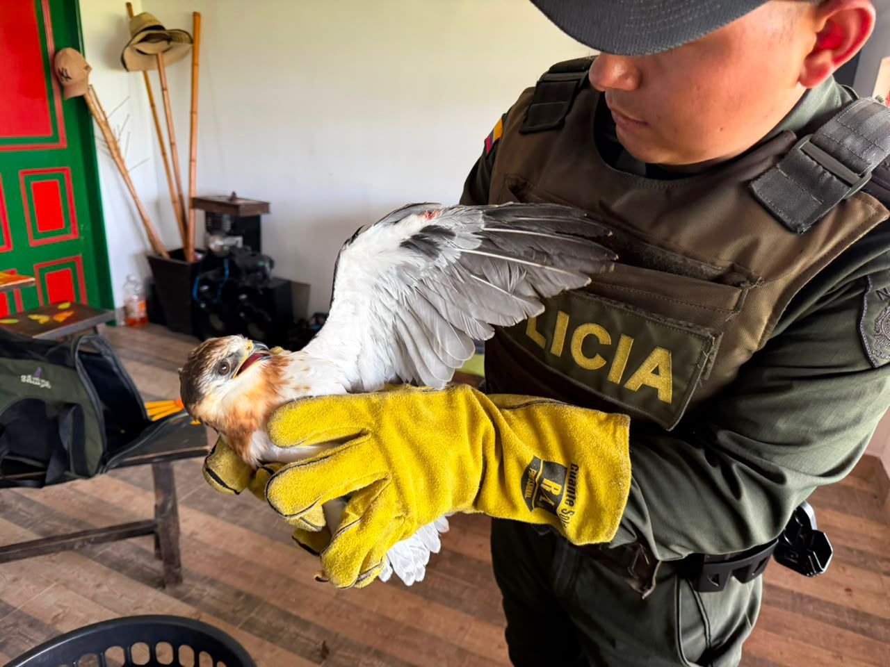 Un halcón peregrino fue rescatado en zona rural de Sibaté tras ser encontrado desorientado por habitantes del sector.
