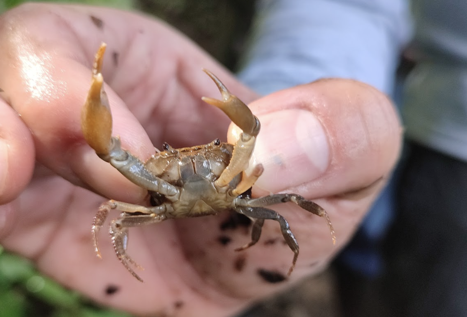 Se descubrió una nueva especie de cangrejo en Antioquia: ¿cómo ocurrió?