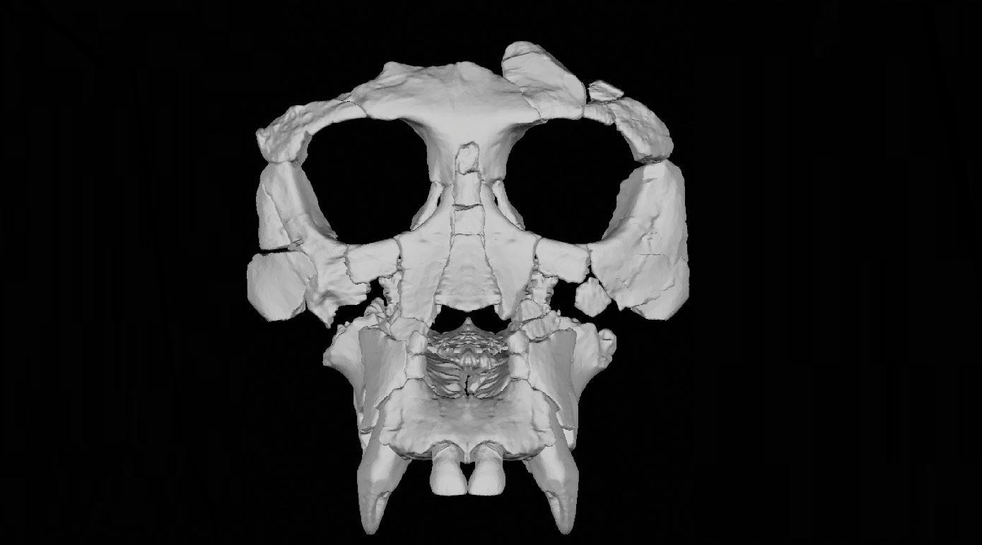 Reconstruyen el cráneo de un simio extinto que vivió hace 12 millones de años