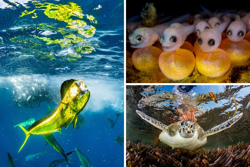 Este concurso es organizado por la revista Oceanographic y patrocinado por la empresa de relojes suiza Blancpain. 
En total, se seleccionaron más de 80 fotos en 10 categorías.