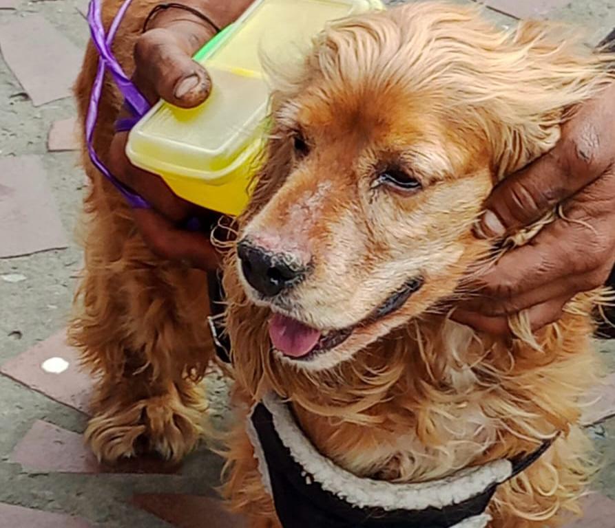 Buscan a Inca, perra de seguridad jubilada que residía en la Universidad Católica