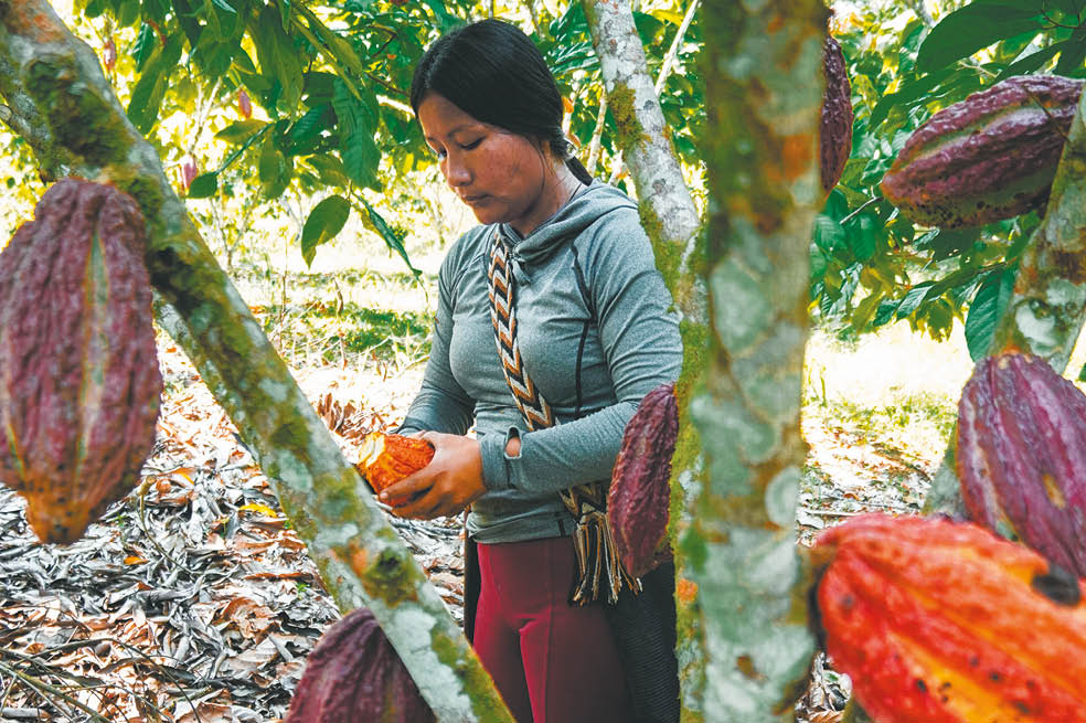 “Quiero que mi Putumayo sea como el Eje Cafetero, pero con el cacao. Quiero que seamos conocidos en todo el mundo, pero con el cacao, y quiero que las familias campesinas progresen, pero con el cacao”, Mary Luz Casamachín, lideresa cacaotera.