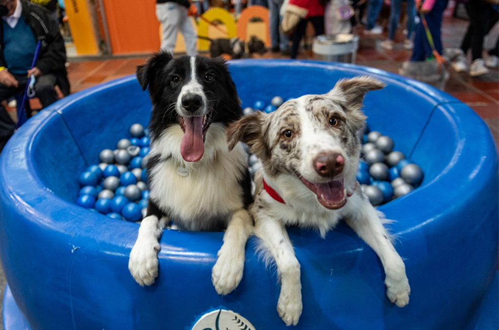 Perros y gatos tendrán su feria en Manizales: llega Huellas de Amor