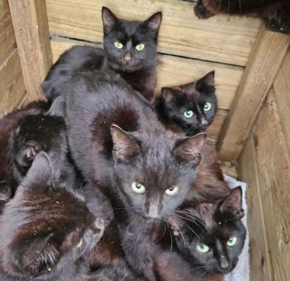 Encuentran casi 100 gatos negros en una casa abandonada en Reino Unido