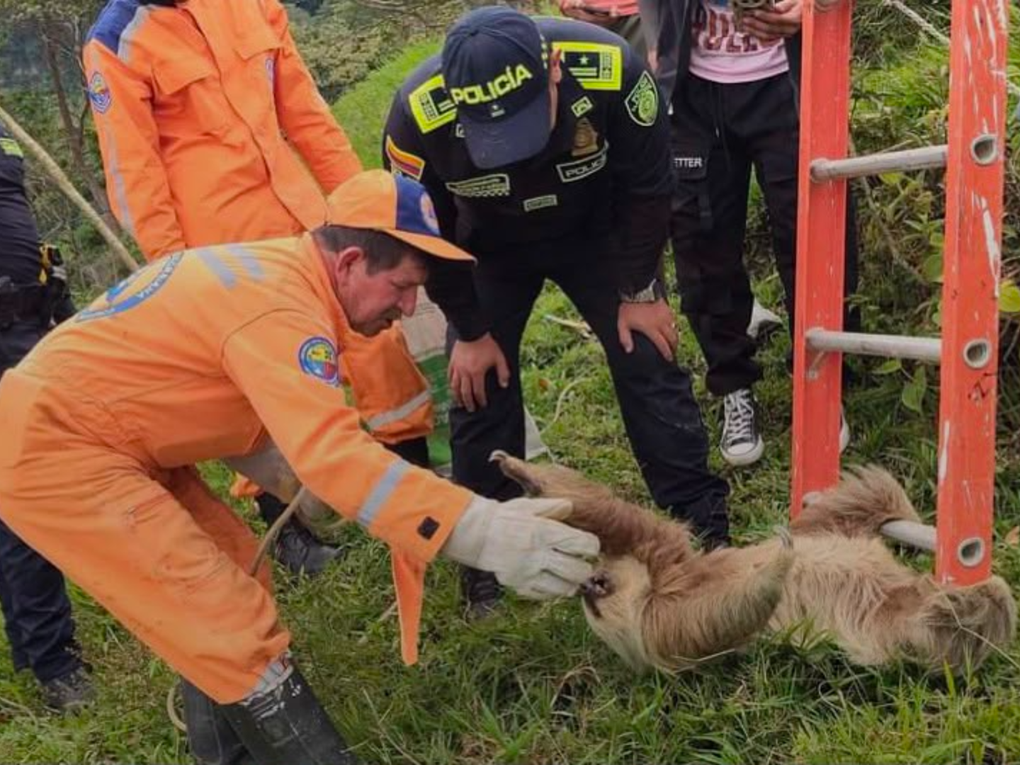 Rescataron un oso perezoso atrapado en una red eléctrica en Santander: así fue el operativo