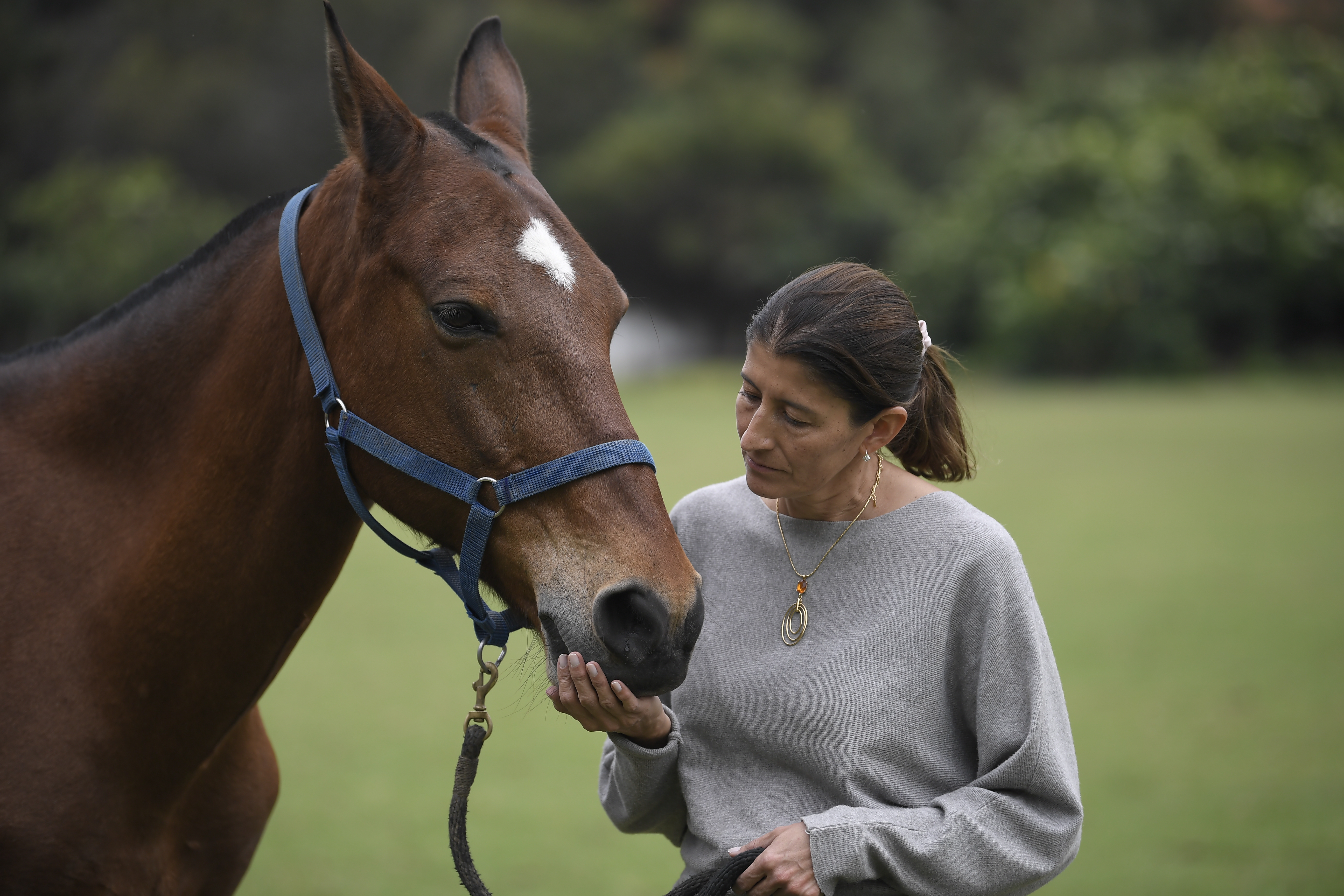 ¿A qué edad es viejo un caballo?