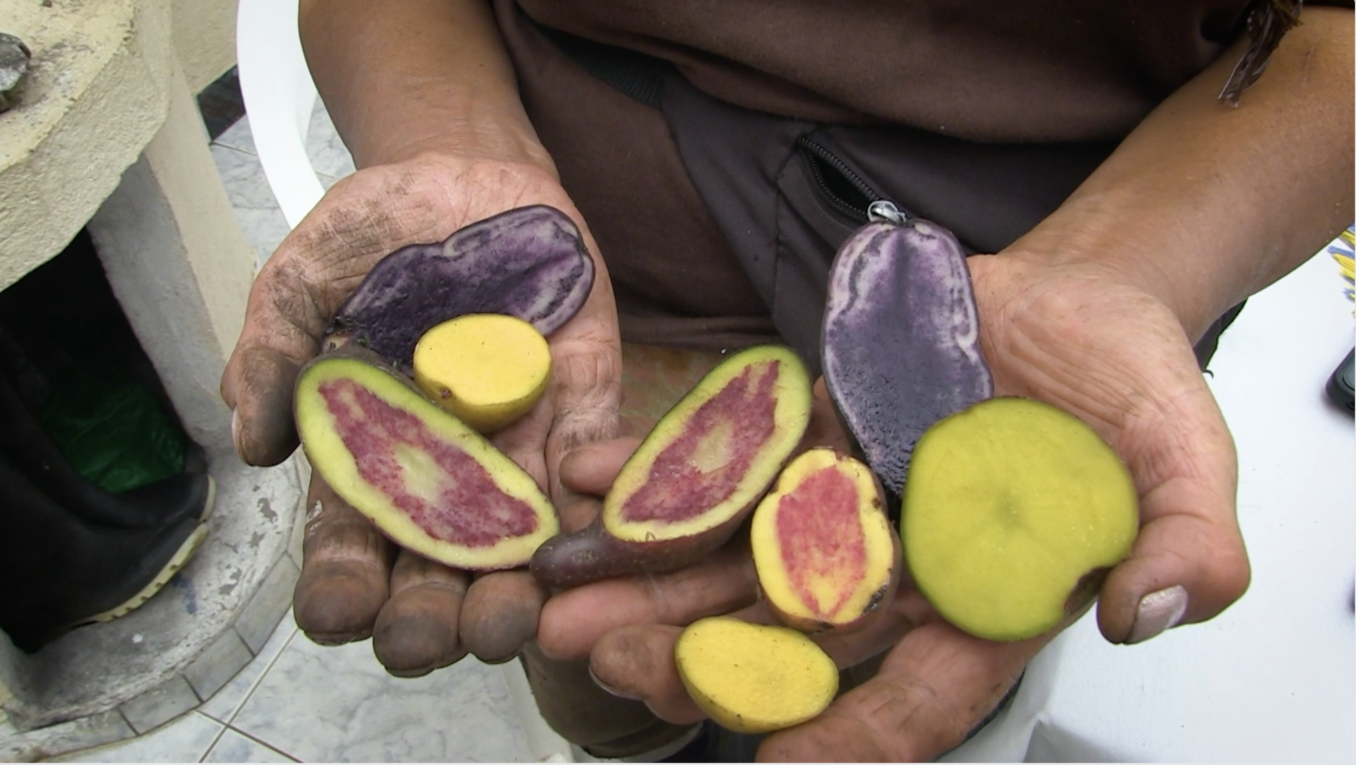 Así se cultivan papas de colores en Boyacá