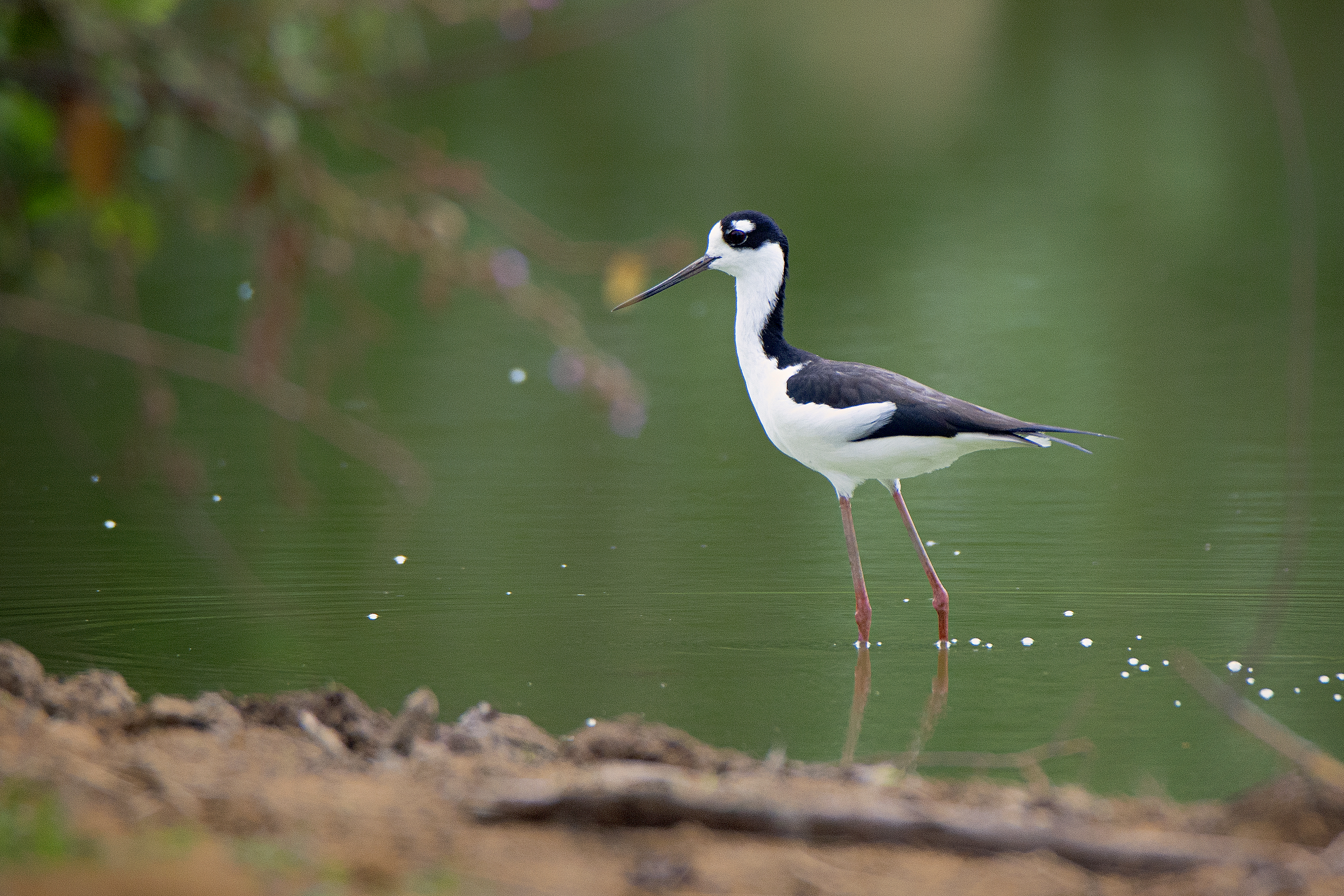 Aunque migren cientos de kilómetros, las aves no logran escapar del cambio climático