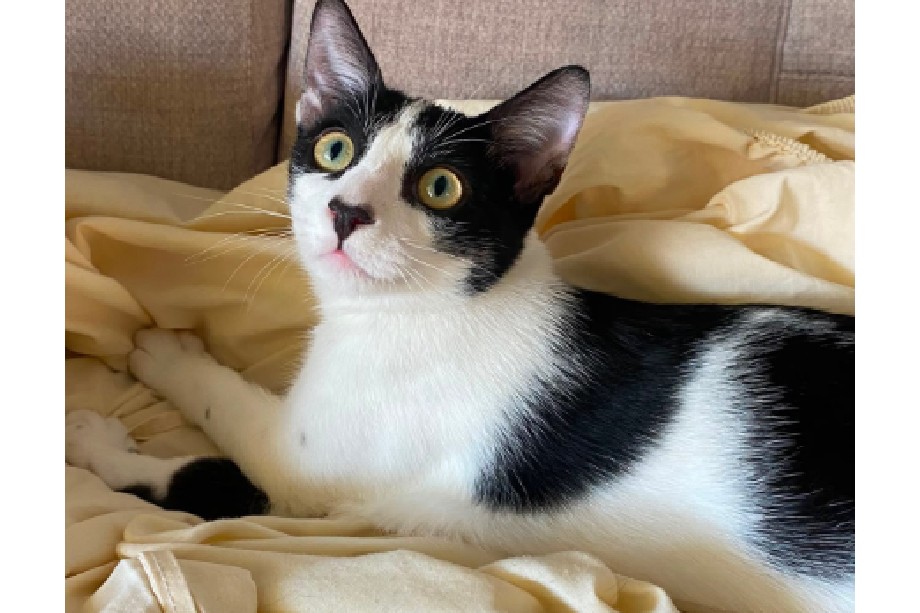 Invisible por ser blanco y negro: Tokio ya no sabe cómo posar para ser adoptado