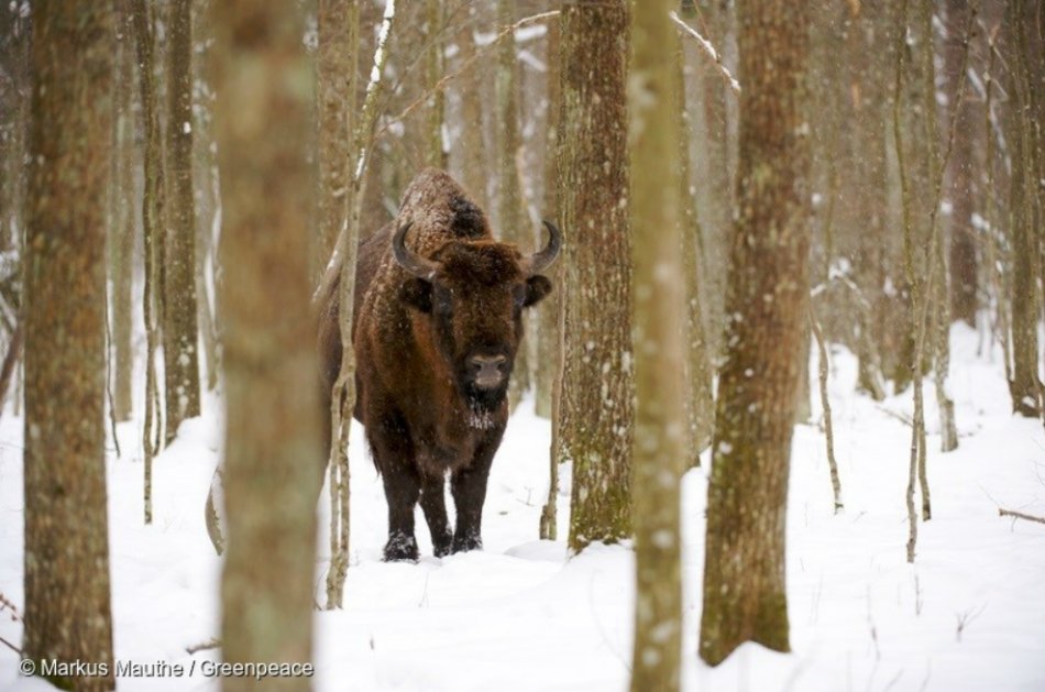 Comenzó la tala de uno de los últimos bosques vírgenes de  Europa