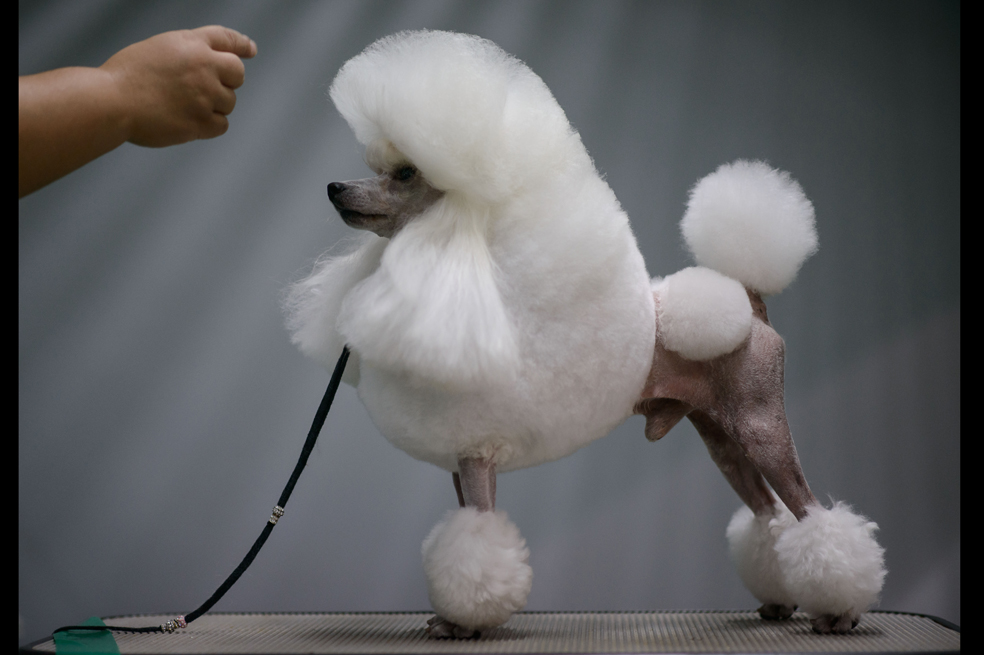 Los perros más sofisticados se reunieron en este certámen