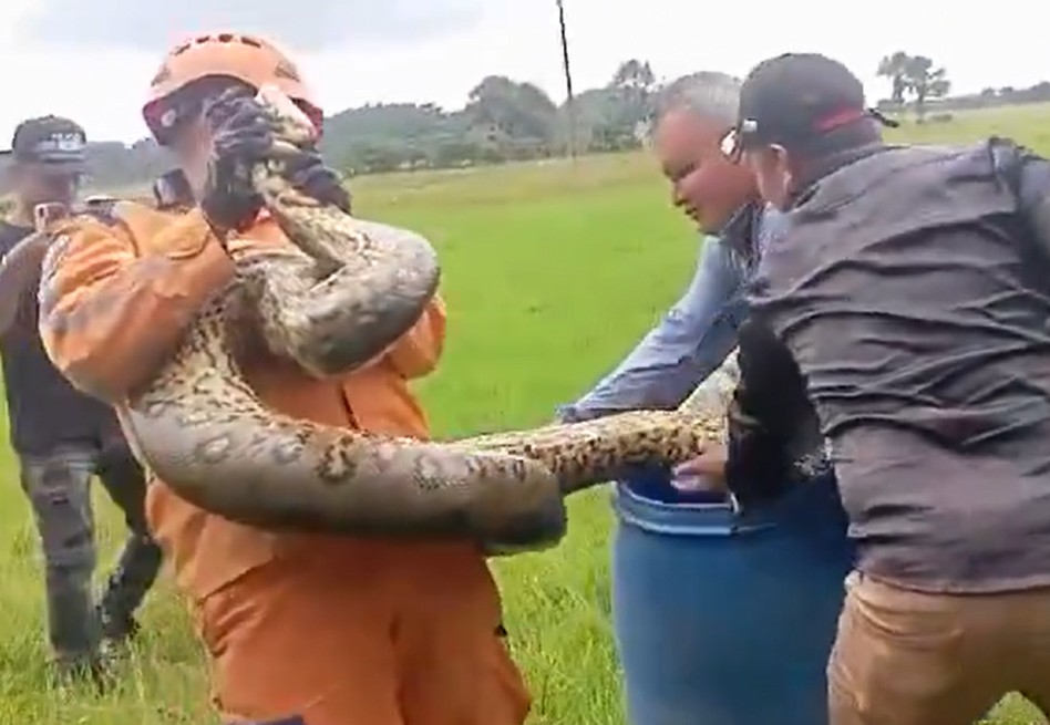 Así rescataron a impresionante anaconda de cinco metros en Caquetá (video)