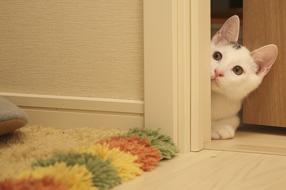 ¿Por qué los gatos se van de la casa y no vuelven?