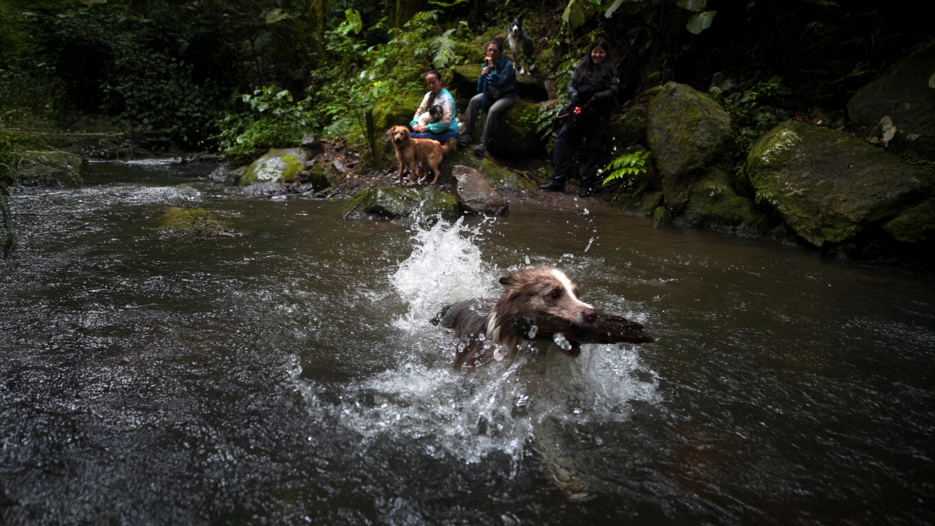Senderismo con su perro en la Cascada de Albán: esto es lo que debe saber