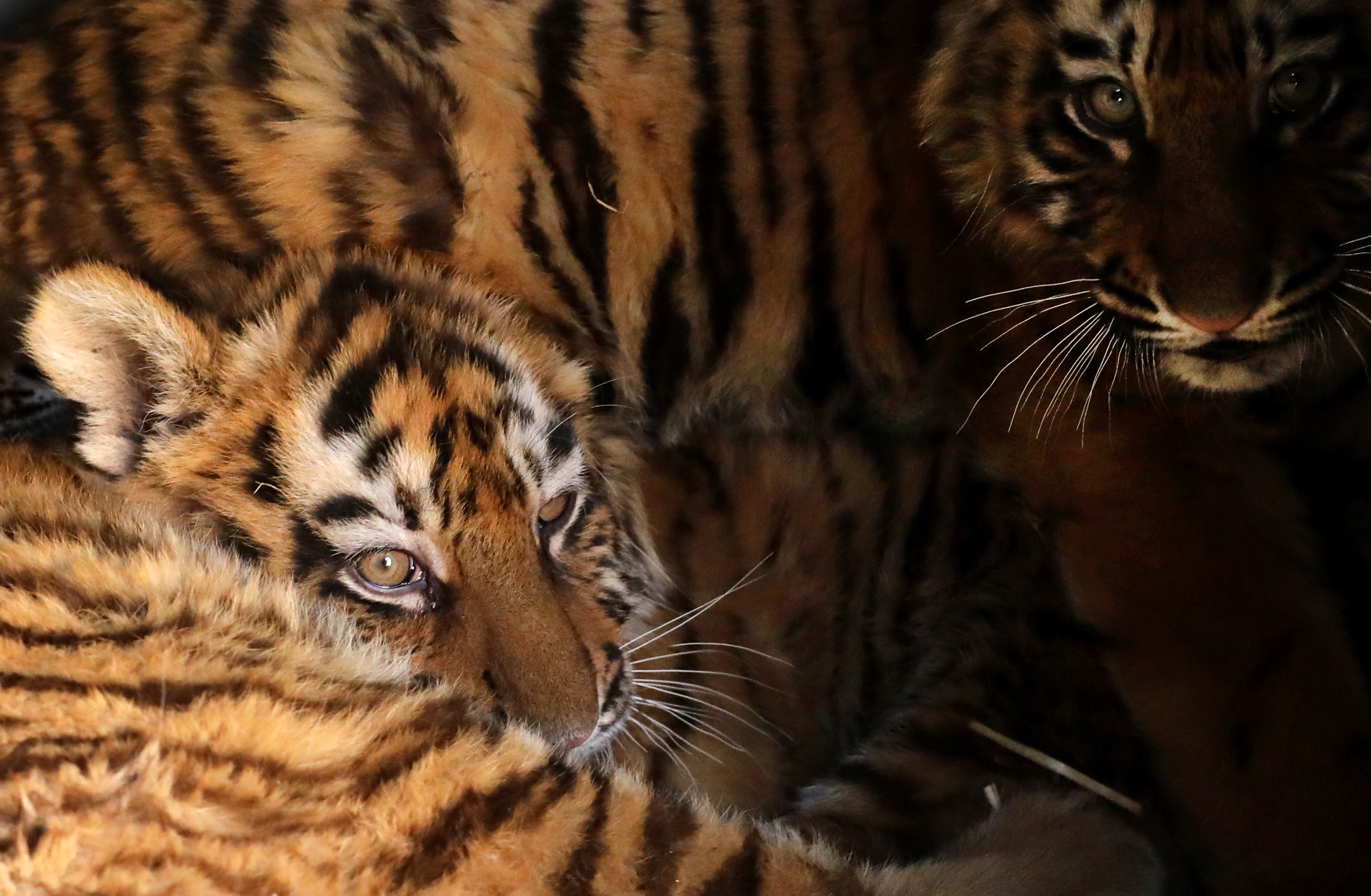 Hallan nuevas familias de tigres en Tailandia