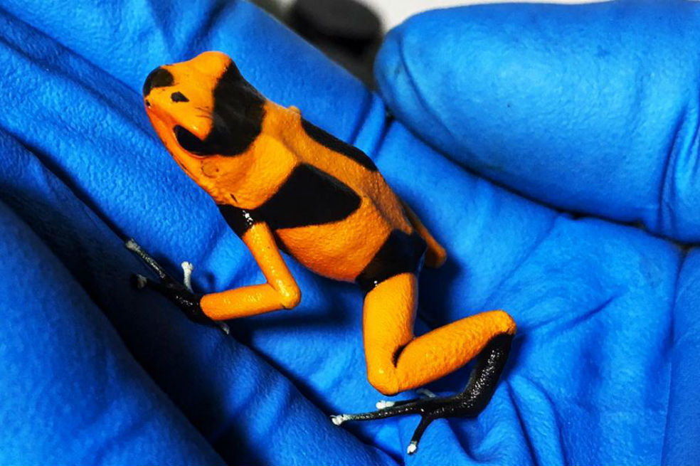 Incautan en Bogotá 216 ranas venenosas avaluadas en $1.300 millones