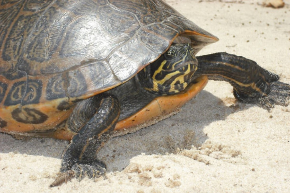 Más de la mitad de tortugas del mundo están amenazadas, ¿qué pasaría si desaparecieran?
