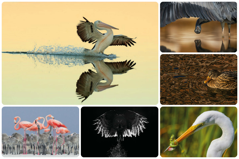 Las mejores fotografías de aves de 2017