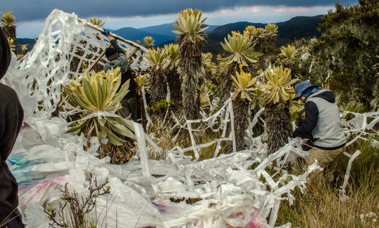 Piden restringir el ingreso de turistas al páramo del Sol por daños a frailejones