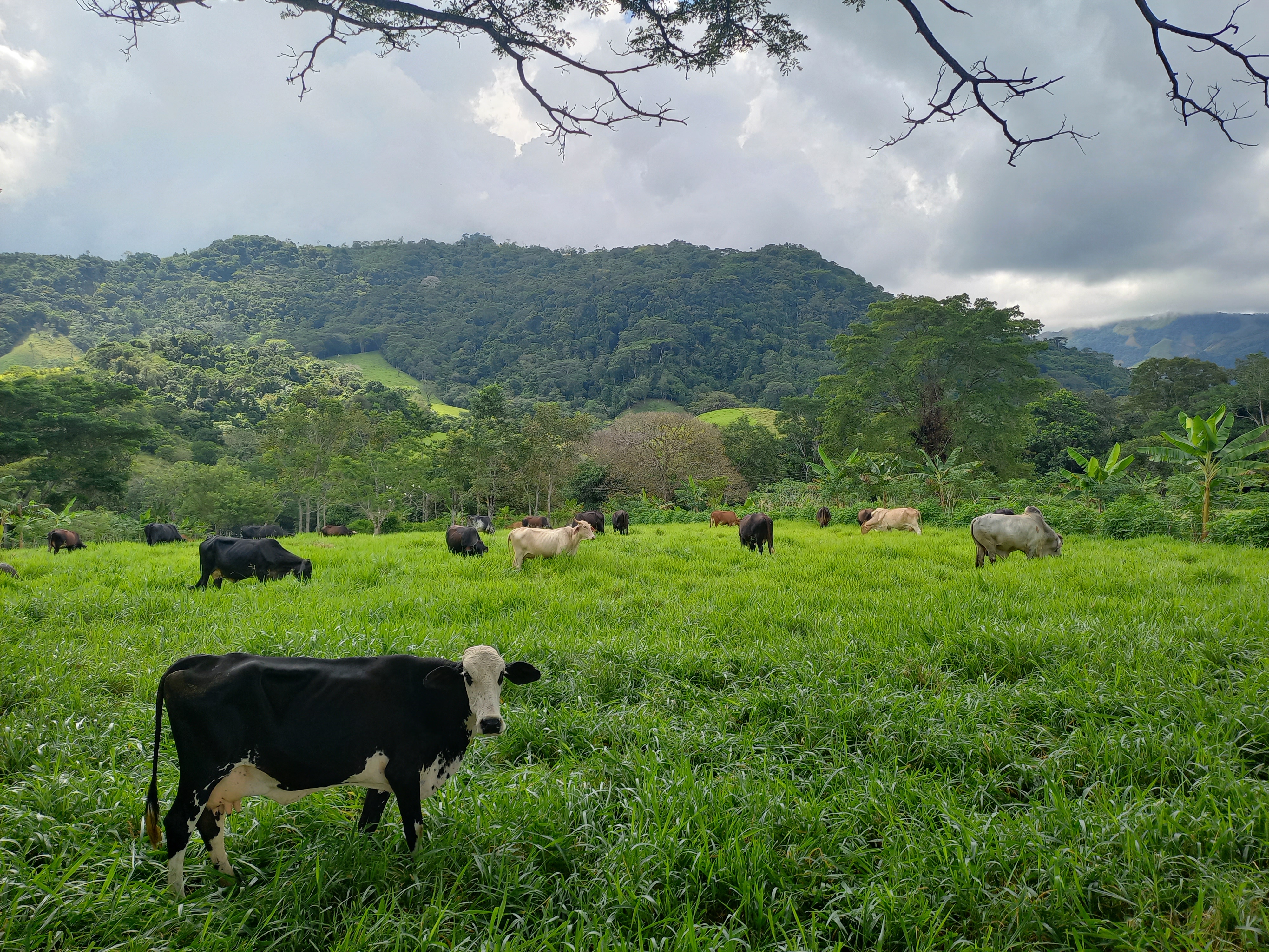 Productos y servicios del bosque, aliados para una ganadería sostenible