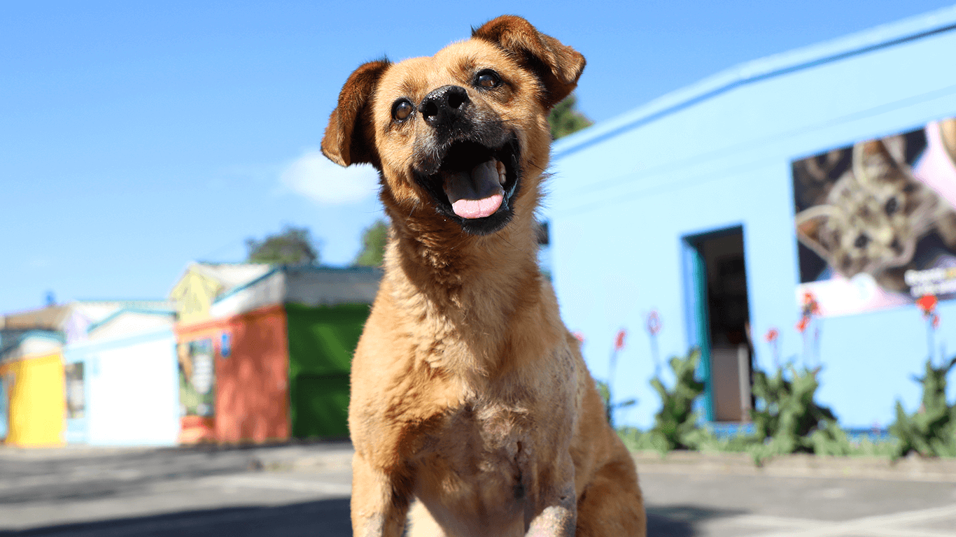 Nueva jornada de vacunación para mascotas en Bogotá