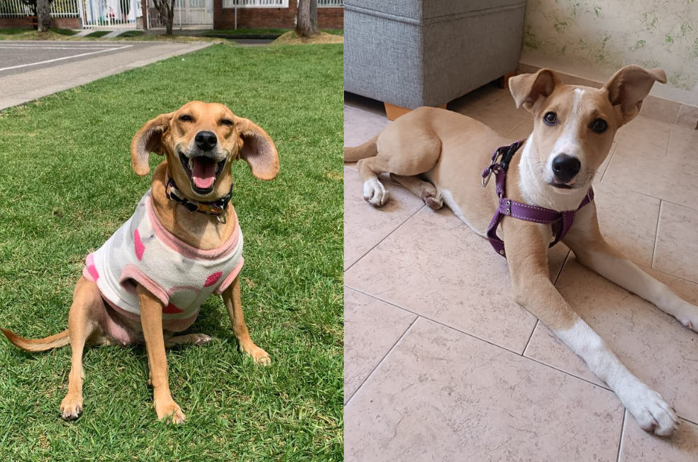 ¿Quiere cambiar la vida de un perro? Mandarina y Frida buscan un hogar definitivo