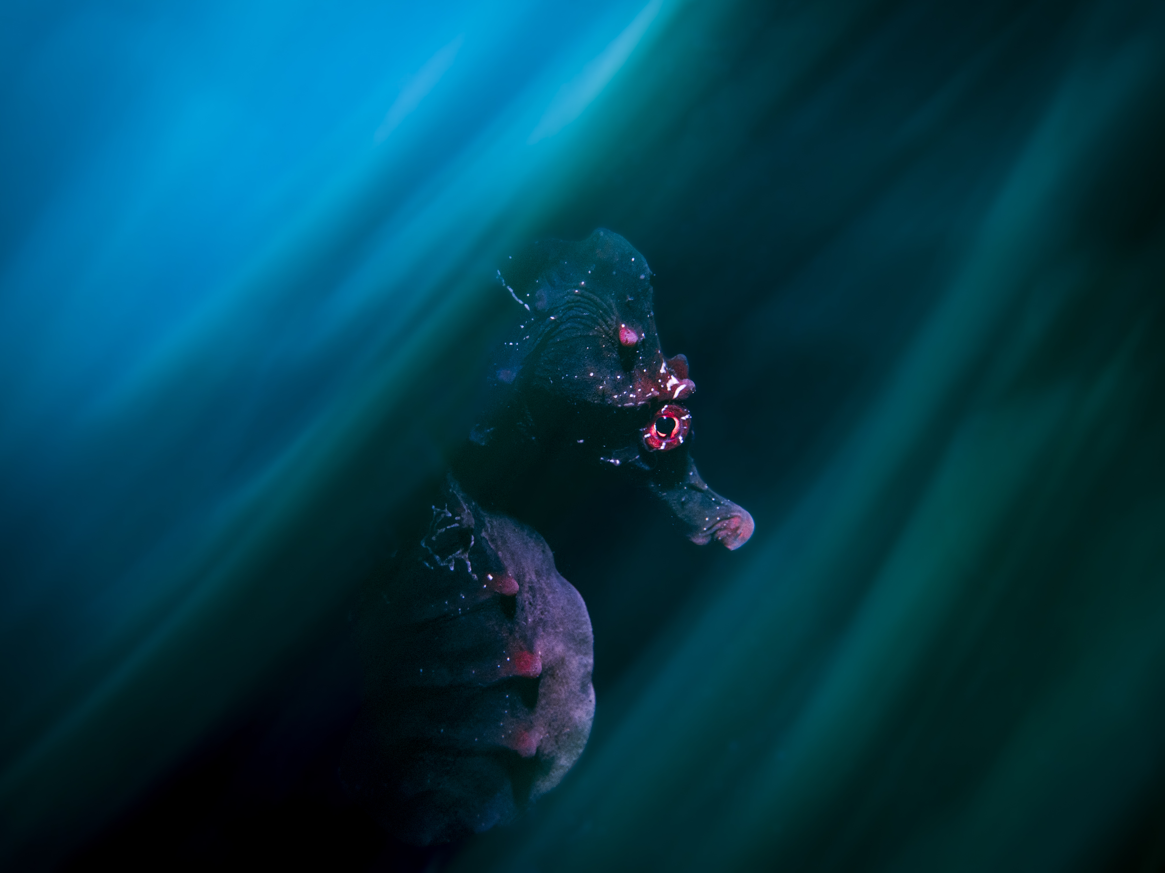 Las fotografías de naturaleza ganadoras del concurso 2024 TNC Oceanía