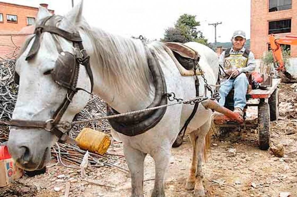 Así se vende la carne de caballo en Bogotá