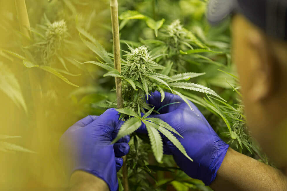El cannabis medicinal colombiano ya cotiza en la bolsa de Canadá